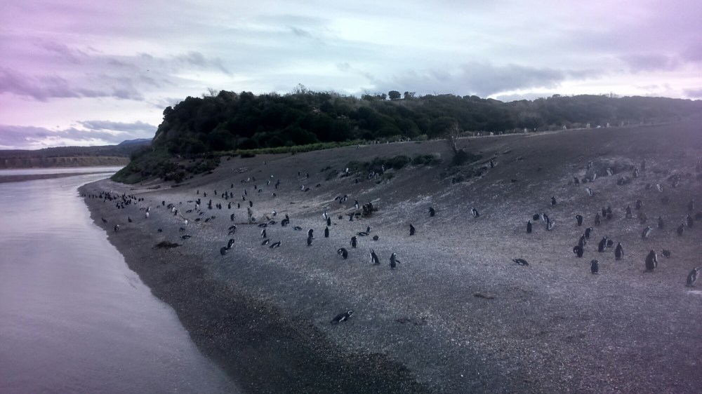 DSC_0196_1.JPG image