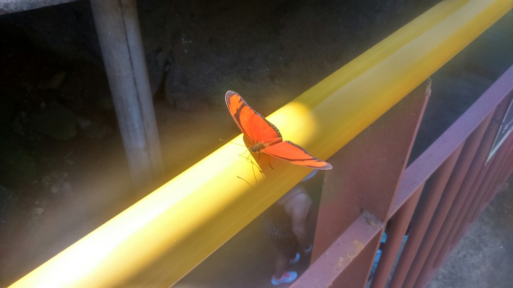 DSC_0077_4.JPG image